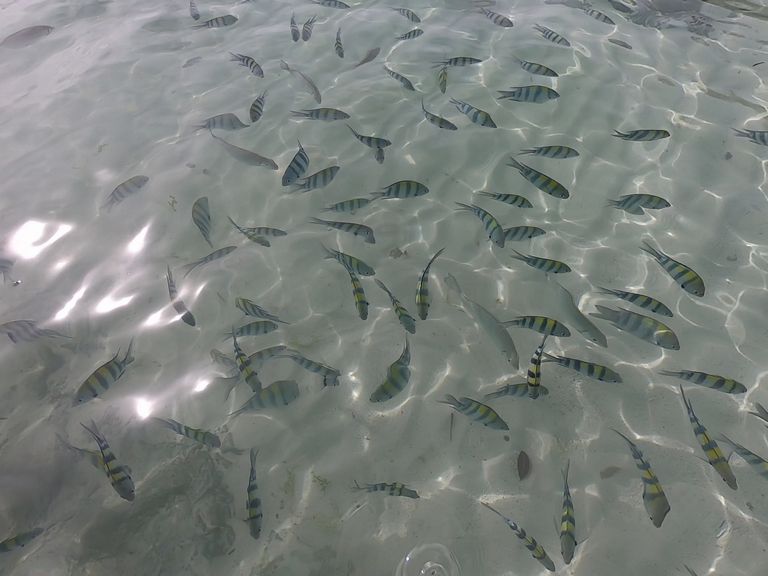 シャングリラマクタンのビーチの熱帯魚