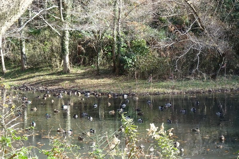 座間谷戸山公園　水鳥の池